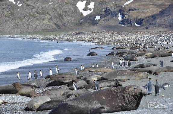 Elefantes-marinhos e pinguins dividem a praia de St Andrews Bay, na Geórgia do Sul